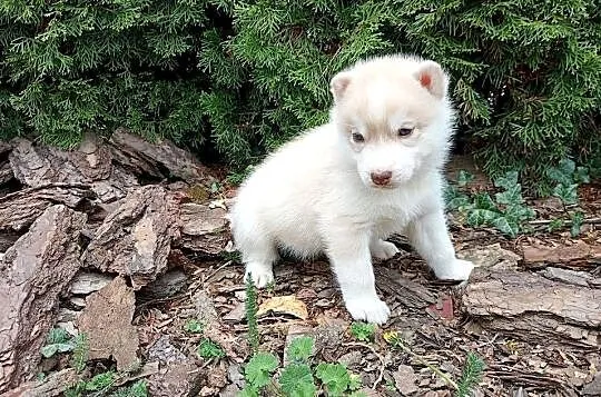 Siberian husky boy, Śląskie, Racibórz