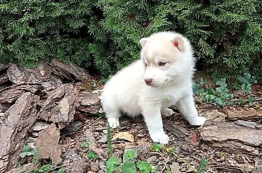 Siberian husky boy, Śląskie, Racibórz