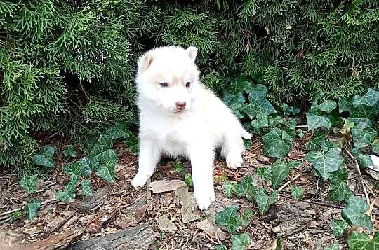 Siberian husky boy, Śląskie, Racibórz