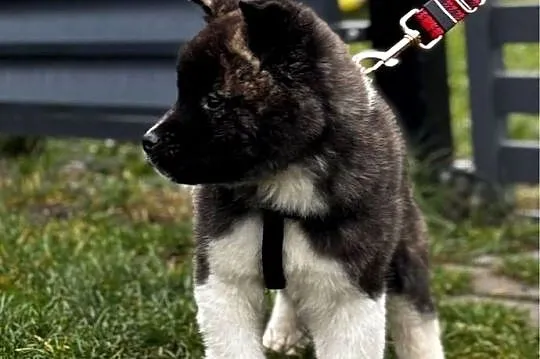 Akita amerykańska piesek, Lubuskie, Strzelce Krajeńskie