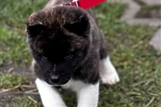 Akita amerykańska piesek, Lubuskie, Strzelce Krajeńskie