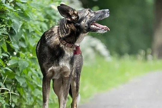 Bruno - niezwykły pies, piękny i mądry, nie czekaj