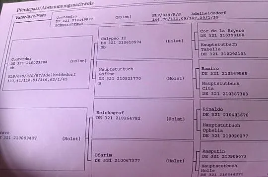 Przepiękna klacz doskonały rodowód Contendro Conte