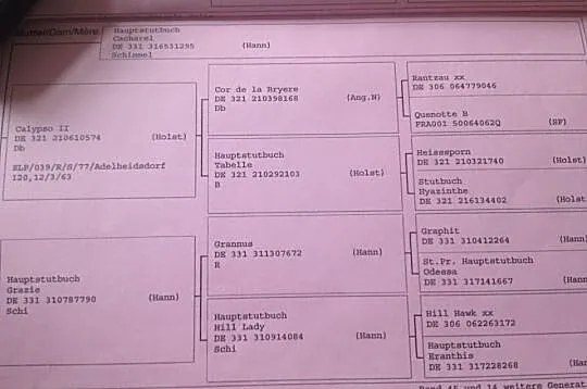 Przepiękna klacz doskonały rodowód Contendro Conte