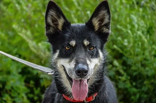 Luna w typie HUSKY tak dlugo czeka na dom :( Gdzie