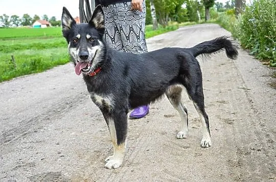 Luna w typie HUSKY tak dlugo czeka na dom :( Gdzie