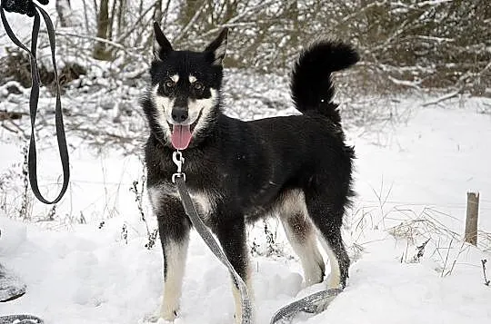 Luna w typie HUSKY tak dlugo czeka na dom :( Gdzie