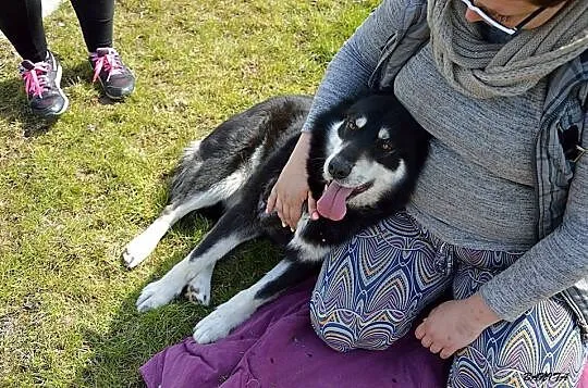 Luna w typie HUSKY tak dlugo czeka na dom :( Gdzie