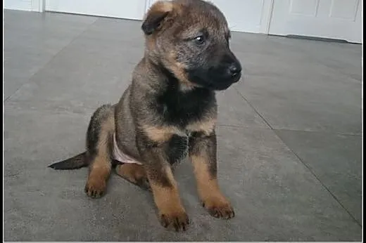KOMU?! KOMU?! 3 msc BEARKA CHCE DO DOMU!!,  mazowi