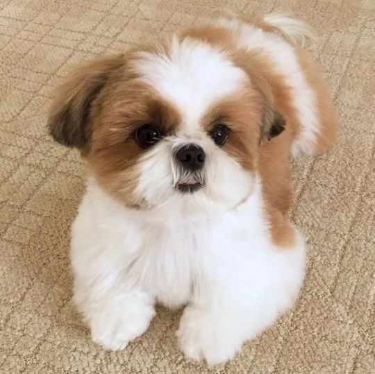 Szczeniak Shih Tzu szuka nowego domu./,,,,,,,,,,,,,,,,,,,,,,,,,,,,,,,,,,,,,,, Śląskie, Sosnowiec