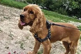Suka Cocker Spaniel