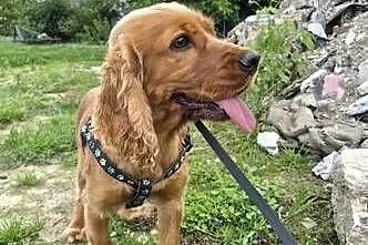 Suka Cocker Spaniel, Świętokrzyskie, Porąbki