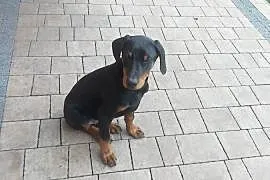 Doberman szczeniak piesek