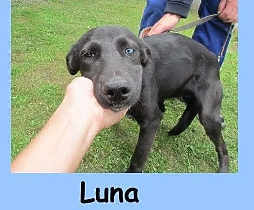 Luna - 10-miesieczna labkowata sunia, dolnośląski
