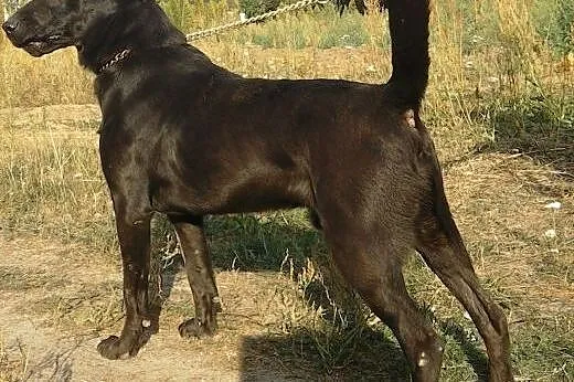 Piękny BRYTAN szuka domu,  Kundelki cała Polska