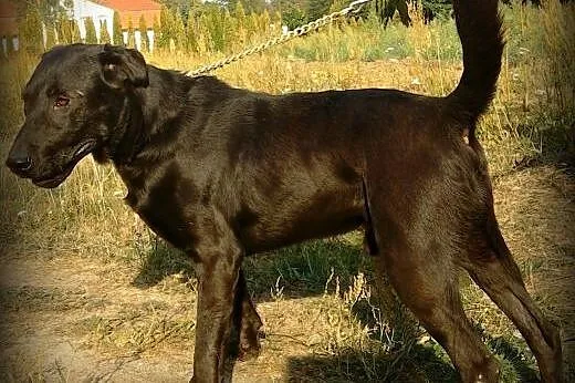 Piękny BRYTAN szuka domu,  Kundelki cała Polska