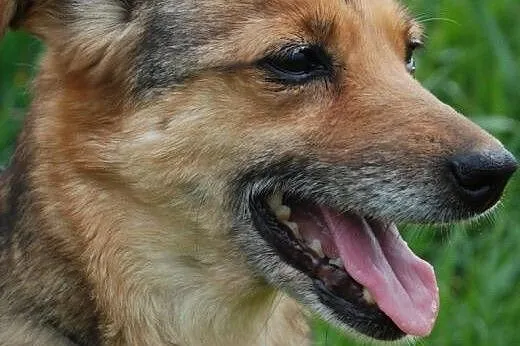 Madzia-niewielka, pogodna, wesoła suczka. Bezprobl