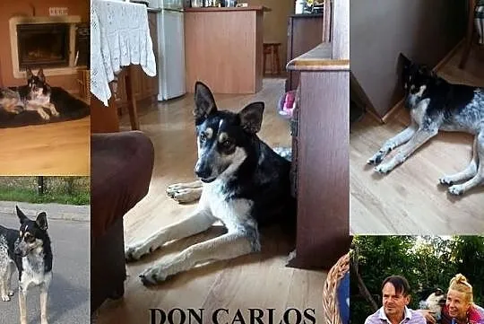 Piękny CaRLos