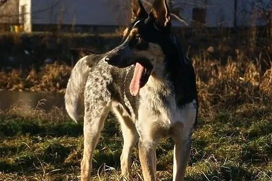 Piękny CaRLos