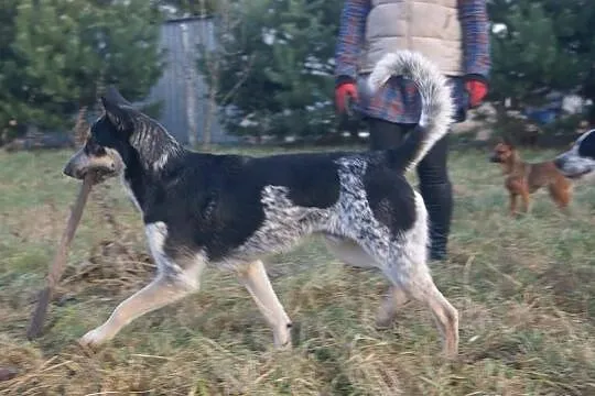 Piękny CaRLos