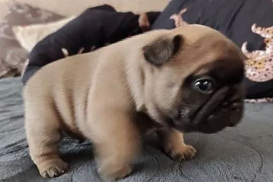 Buldog francuski, buldożek francuski