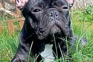 Buldog francuski, buldożek francuski, Łódzkie, Łódź