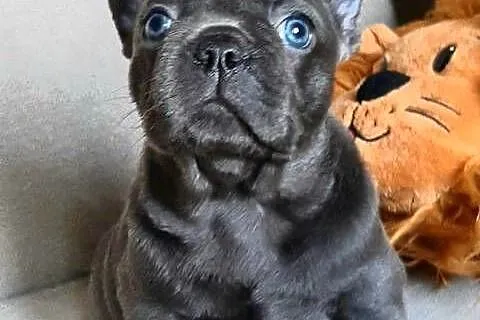 Buldog francuski piesek i suczka