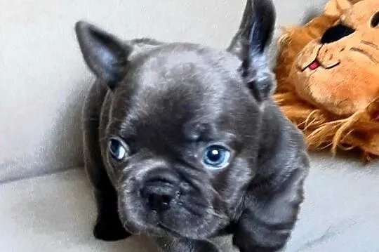 Buldog francuski piesek i suczka, Łódzkie, Pabianice