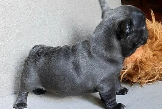 Buldog francuski piesek i suczka, Łódzkie, Pabianice