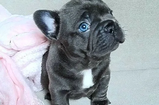 Buldog francuski piesek i suczka, Łódzkie, Pabianice