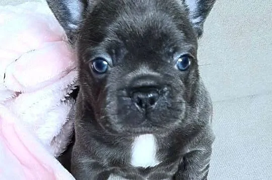 Buldog francuski piesek i suczka, Łódzkie, Pabianice