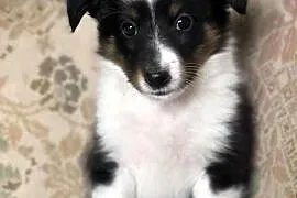 Ayla sheltie - suczka tricolor po rodzicach pracujących