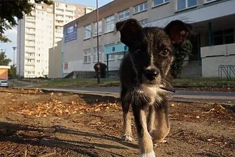 Podaruj Zosi dom,  mazowieckie Warszawa