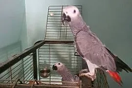 Sprzedam Żako