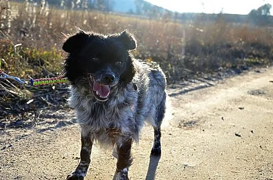 Megan przez 5 lat nie wyszla z boksu,teraz jest go