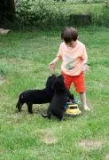 Rottweilers FCI .................................email.. {{{{szalajkoomilena@gmail.com}}