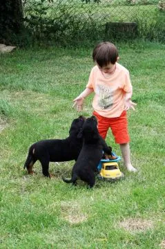 Rottweilers FCI .................................email.. {{{{szalajkoomilena@gmail.com}}, , Kielce