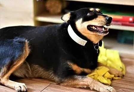 ZOJA - kochana, pro ludzka, wesoła sunia; do adopcji, łódzkie Łódź, Łódzkie, Łódź