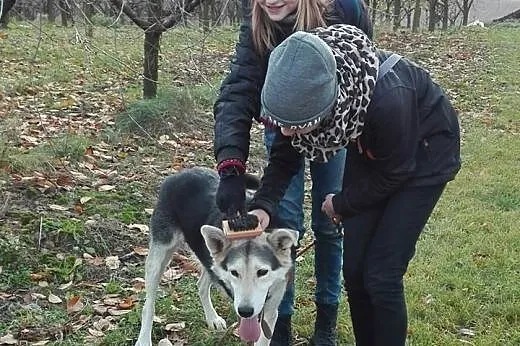 Maksiu potrzebuje dobrego i odpowiedzialnego domku