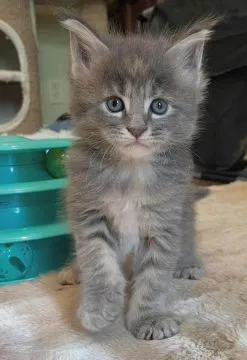 Urocze kocięta rasy Maine Coon dostępne na sprzedaż, , Wrocław
