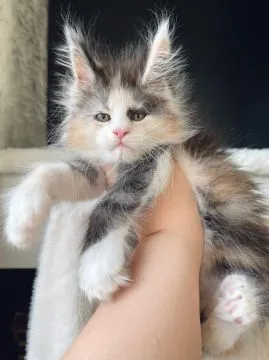 Urocze kocięta rasy Maine Coon dostępne na sprzedaż, , Wrocław