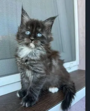 Urocze kocięta rasy Maine Coon dostępne na sprzedaż, , Wrocław