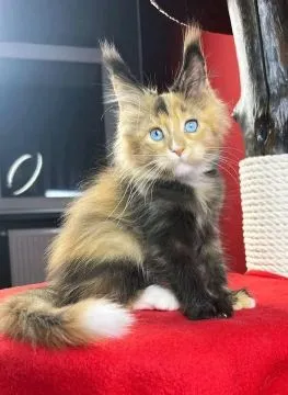 Urocze kocięta rasy Maine Coon dostępne na sprzedaż