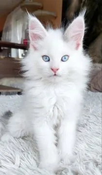 Urocze kocięta rasy Maine Coon dostępne na sprzedaż, , Wrocław