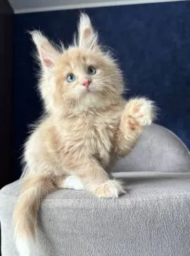 Urocze kocięta rasy Maine Coon dostępne na sprzedaż, , Wrocław