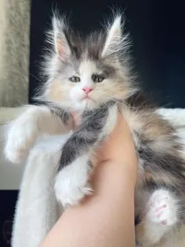 Urocze kocięta rasy Maine Coon dostępne na sprzedaż, , Wrocław