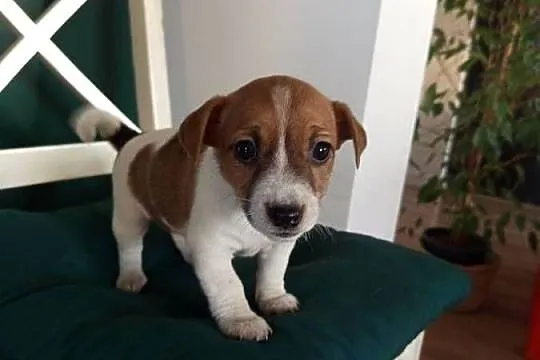 Jack Russell Terrier, Śląskie, Kamieńskie Młyny