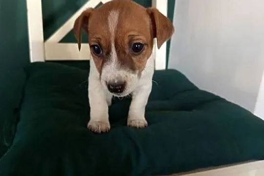 Jack Russell Terrier, Śląskie, Kamieńskie Młyny