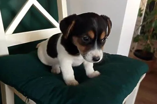 Jack Russell Terrier, Śląskie, Kamieńskie Młyny