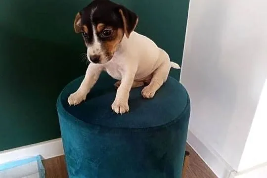 Jack Russell Terrier, Śląskie, Kamieńskie Młyny